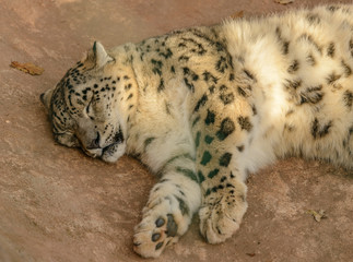 snow leopard sleeping on rock