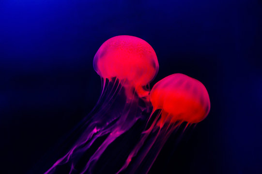 jellyfish on blue background close up macro picture
