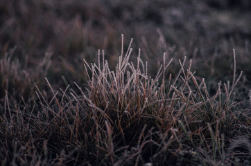grass on the ground