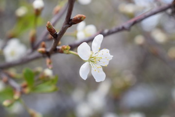 cherry blossom