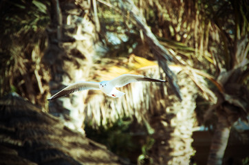 flying bird, seagull in the air