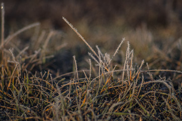 Fototapeta premium dry grass on a background