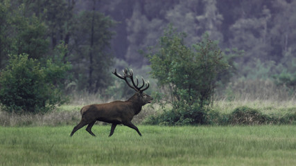 A majestic red deer stag (Cervus elaphus) with large antlers crosses a green meadow on a cloudy autumn morning in the rutting season. Portrait of a large roaring red deer stag in autumn.