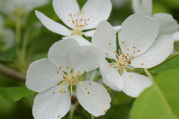 Fototapeta premium white flowers of apple tree