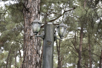 street lamp near a tree