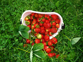 Ripe strawberries on the grass