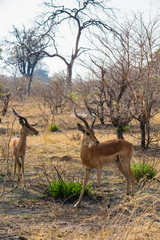 Tierleben, Antilopen im wilden Mudumu Nationalpark, Namibia
