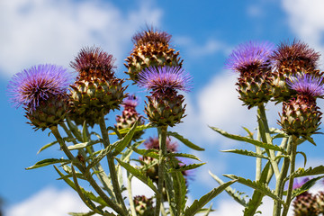 View of artichoke heads with flowers in bloom in the summer garden