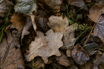 autumn leaves on the ground