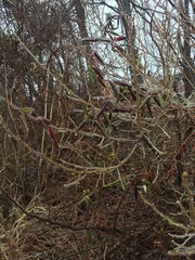 Trail Blocked Exit Barrier in the Forrest woods Art