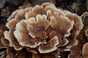 Close up of Trametes versicolor in the floodplain forest. Known as turkey tail. Wild mushroom growing on the stump of deciduous tree.
