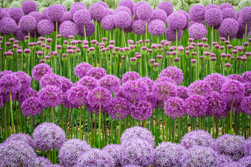 Variety of Alium blooms
