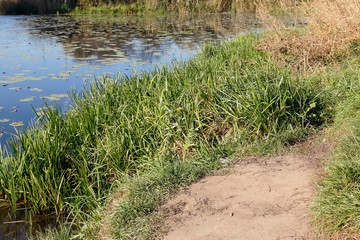 Grasses on the lake shore in the Goclaw district