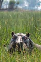 Flusspferd, Hippopotamus amphibius, Hippo im Okavango Delta
