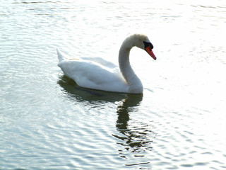 white swan