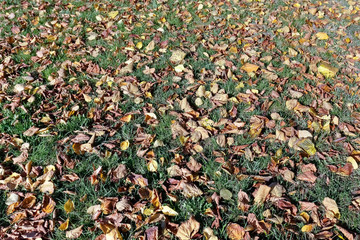 The lawn is covered with autumn leaves