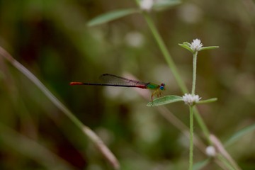 dragonfly on leaf