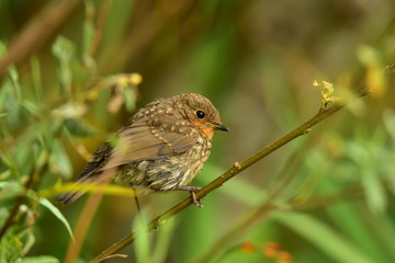 Jeune Rougegorge familier (Erithacus rubecula).