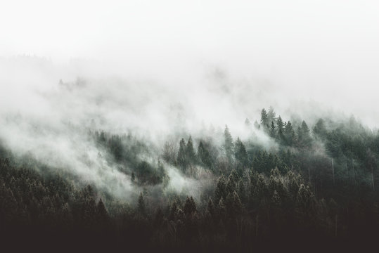 Fototapeta Moody forest landscape with fog and mist