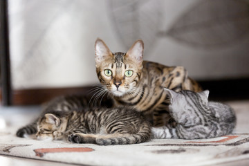 Beautiful bengal cat portrait with its striped baby kittens lying on the floor