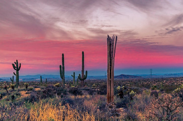 Vibrant Arizona Desert Sunrise Landscape With Dead Cactus