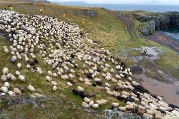 Icelandic sheep beeing driven dowen from the Icelandic highlands at the end of summer