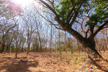 Fototapeta premium Green tree at Barren forest and blue sky. texture and Background concept.