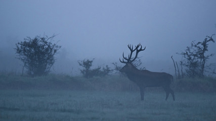 A majestic red deer stag (Cervus elaphus) with a large antler crosses a meadow on a misty autumn morning in the rutting season. Portrait of a large red deer stag on a foggy morning in autumn.