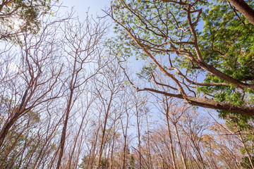 Green tree at Barren forest and blue sky. texture and Background concept.