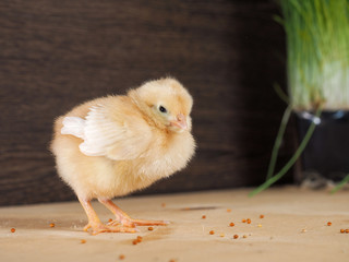 Little yellow chicken. Millet grain, wooden table