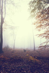 Wald im Nebel herbstlich