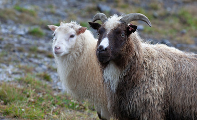 portrait of Icelandic sheep