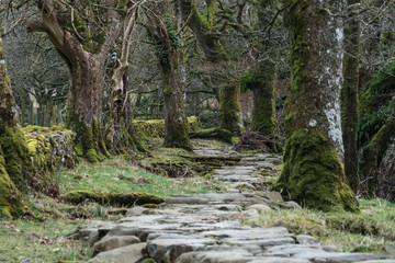 Rocky path through woodland, Snowdonia.