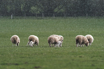 Obraz na płótnie Canvas Sheep with lambs during hailstorm.
