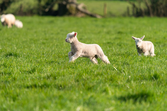 Lambs playing in field during spring.