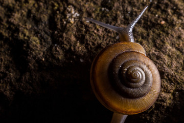 Snail gliding on the wet stone texture.