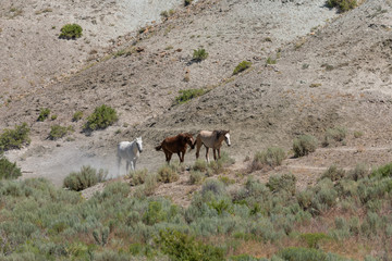Wild Horses in Summer in Sand Wash Basin Colroado