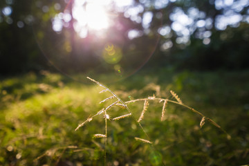 a flower grass in the garden and sunset.
