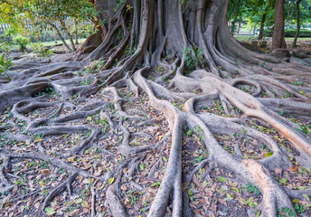 Tree roots above the ground in the forest