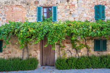 Fototapeta na wymiar Wein rankt um eine romantisch Hausfassade in Monteriggioni, Burg, Toskana