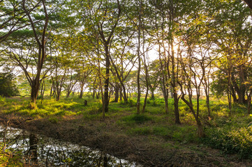 Fototapeta premium pond the deep green forest and sun light. natural background.