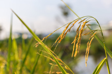 Close up gold rice and green leaves  in the agriculture.