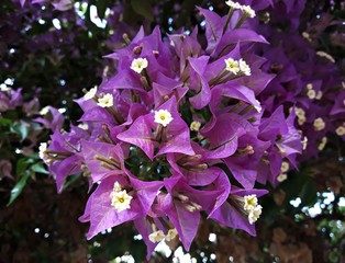 Close up of pink Bougainvillea Glabra, the lesser bougainvillea or paper flowers. It is an...