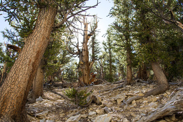 Ancient bristlecone forest in the White Mountains