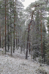 forest landscape during the first snowfall