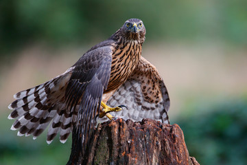 Northern Goshawk juvenile in the forest protecting his prey in the South of the Netherlands