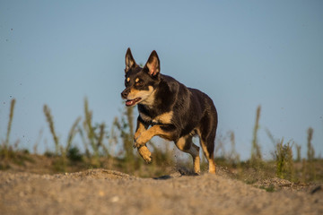 happy kelpie dog is running in the desert in sand. Amazing place with water in Prague