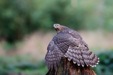Northern Goshawk juvenile in the forest protecting his prey in the South of the Netherlands