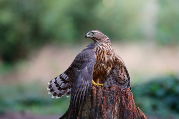 Northern Goshawk juvenile in the forest protecting his prey in the South of the Netherlands