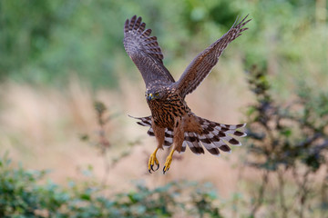 Northern Goshawk juvenile flying in the forest in the South of the Netherlands